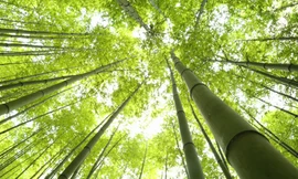 Vào rừng trúc đẹp như phim kiếm hiệp ở Mù Cang Chải