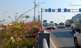 Hàng hoa giấy lại bung nở rực rỡ trên cầu Vĩnh Tuy