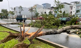 Khung cảnh tan hoang, cây đổ la liệt sau bão ở Đà Nẵng