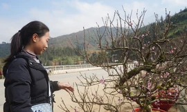 Đào cổ cuốn rêu, đào đá Tây Bắc rục rịch về phố 