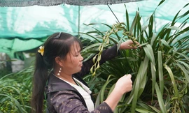 Giữ ấm cho loài lan quý chờ bung nở dịp Tết 