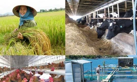 Một con bò chết cần 5 chữ ký xác nhận