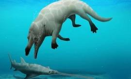 Phát hiện cá voi... 4 chân ở Ai Cập, hung dữ như khủng long