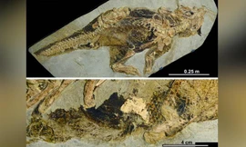 Hóa thạch tiết lộ cách khủng long đi vệ sinh và giao phối
