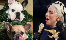 Lady Gaga treo thưởng hơn 11 tỷ đồng tìm chó cưng bị cướp trong đêm
