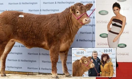 Con bò đắt nhất thế giới có giá 8,2 tỷ đồng, được đặt tên theo biệt danh của Victoria Beckham