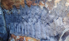 Cuốn chiếu 'quái thú' to như xe hơi lộ diện nguyên vẹn sau 326 triệu năm