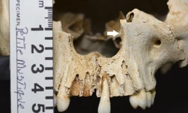 Bí mật rợn người về đảo đầu lâu giữa biển Caribean