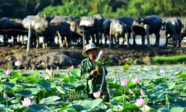 Lão nông 40 năm chăn trâu quanh những tòa cao ốc chọc trời ở Sài Gòn
