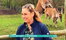 Hai con linh dương ‘gạ tình’ sau lưng nữ MC trên sóng trực tiếp