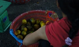 Hoa quả dập thối được lượm dưới lối đi