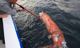 Mực khổng lồ dài bốn mét