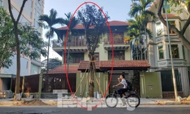 Vụ chủ biệt thự tự ý chặt cây, lát vỉa hè trái phép: Xử lý trách nhiệm cán bộ