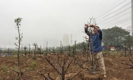 Ông Nguyễn Văn Minh (Từ Liêm - Hà Nội) tất bật trồng lại những gốc đào, chuẩn bị cho Tết năm sau.