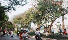 Hoa ban rực rỡ trên đường Thanh Niên