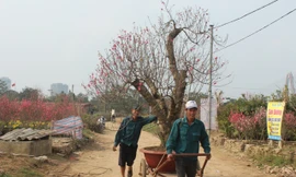 Việc vận chuyển cành đào mang lại thu nhập trung bình 1 triệu đồng/ngày cho lao động phổ thông