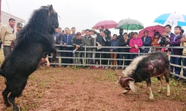 Một pha tấn công đầy uy lực của "đấu sỹ" dê số 05