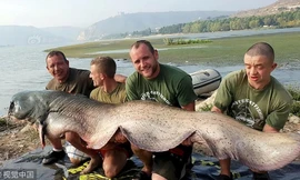 Bắt được thủy quái siêu khủng, phải 4 người dùng sức