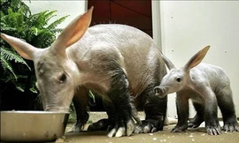 Bí ẩn loài lợn quái dị nhất hành tinh