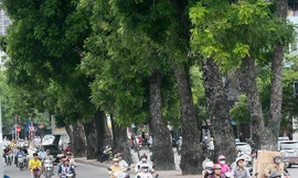 Để tổ chức xén hè đường Vành đai 2 Hà Nội phải di chuyển hơn 476 cây xanh các loại, trong đó dịch chuyển 371 cây, chặt hạ 105 cây