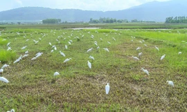 Nhìn từ xa, nhiều người sẽ lầm tưởng 1 đàn cò trắng đang đậu dưới cánh đồng này... Tuy nhiên, đây chỉ là một đàn cỏ giả trên cánh đồng giữa hai xã Trường Lâm và Xuân Lâm (huyện Tĩnh Gia, Thanh Hóa).