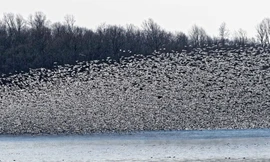 Trung Quốc: Hàng trăm nghìn con ngỗng vịt di cư, che kín cả bầu trời