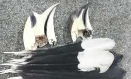 Lông và mỏ chim được cơ quan chức năng thu giữ