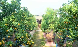 Những cây quất sai trĩu trịt, quả xanh, lá mượt được nông dân tỉ mỉ chăm bón.