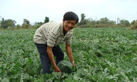 Giàu từ thuê đất trồng dưa