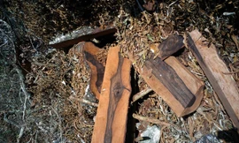 Hiện trường xót xa trong vụ phá rừng mun tại Phong Nha – Kẻ Bàng