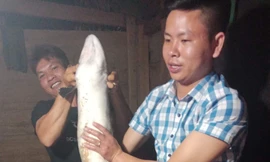 Cá chình 'khủng' dài 1,5 mét mắc lưới ngư dân Quảng Bình