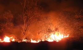 15 ha rừng phòng hộ ven biển Quảng Bình bị cháy rụi