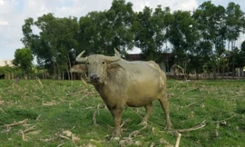 Vụ đóng 'phí gặm cỏ' cho trâu bò: Yêu cầu chấm dứt các khoản vô lý