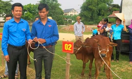 Trao 40 con bò giống cho đoàn viên thanh niên nghèo