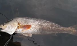 Ngư dân Quảng Bình bắt được cá nặng 3 kg nghi sủ vàng 