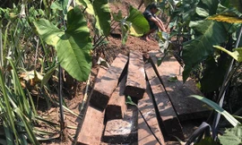 Phát hiện kho gỗ mun khủng trong lòng đất Phong Nha - Kẻ Bàng