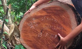 Nguyên trạm trưởng ở lâm trường bị khởi tố vì phá rừng