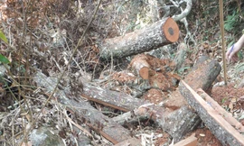 Rừng mun hàng trăm năm tuổi nằm trong vùng lõi Phong Nha - Kẻ Bàng đã bị các đối tượng tàn phá