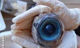 Những sinh vật lạ của năm 2012