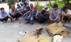 Những người tổ chức đá gà ăn tiền