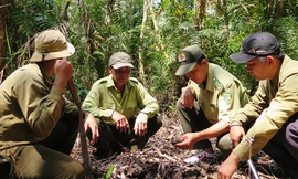 Rừng U Minh Hạ cảnh báo cháy cấp độ 5 cực kỳ nguy hiểm