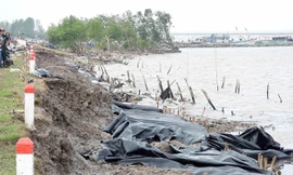 Ban bố tình huống khẩn cấp sạt lở đê biển Tây Cà Mau