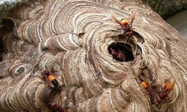 Phát cỏ mướn, bị ong vò vẽ đốt tử vong