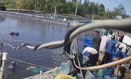 Đề nghị truy tố 20 bị can trong vụ dàn cảnh trộm tôm rúng động Cà Mau