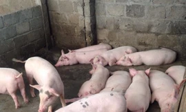 Ảnh minh hoạ: Internet