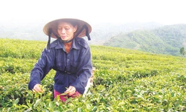 Rồi cũng vui vùng đồi đơn chiếc