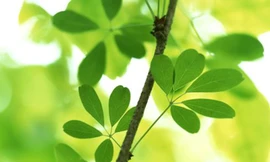 Gen điều khiển hoạt động các loài hoa