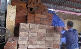 'Máu' rừng vẫn chảy vì lợi nhuận ngang... ma túy