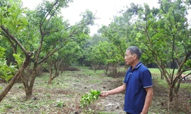 Đặc sản nổi tiếng đất Tổ hồi sinh sau bão số 3