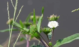 10 bài thuốc chữa bệnh từ cây nhọ nồi